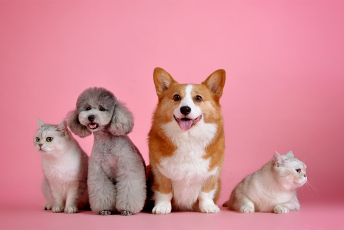 What can I do with my pet on holiday?